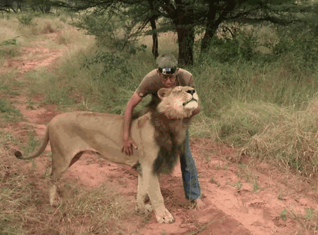 amistad entre un león y la persona que lo salvó. 