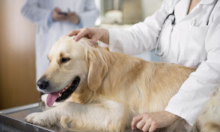 Médicaments de prescription pour animaux de compagnie bénéfiques à vos animaux de compagnie souffrant