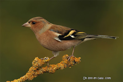 Chaffinch