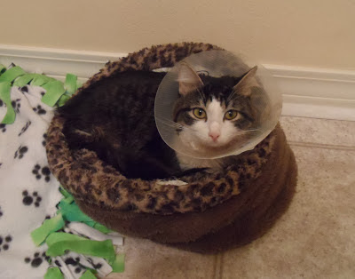 Anakin Two legged cat feeling better after cryptorchid neuter surgery