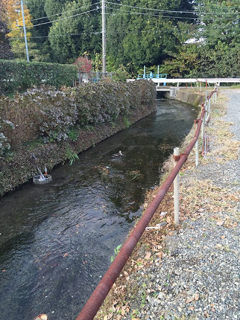 東京都多摩川　石拾い