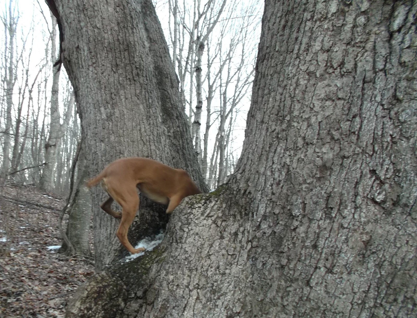 Galla FeistSquirrel Dog Hunting Photo Gallery Eli in Connecticut