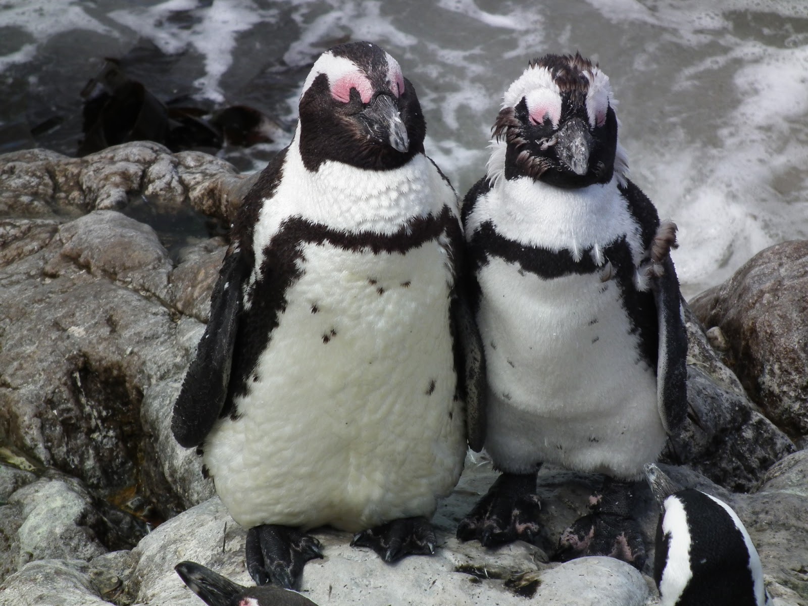 Véronique Ahyi-Hoesle: L'Afrique du Sud : Noël avec les pingouins