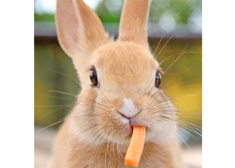 DIY Rabbit Treats Video Recipes On Cakes And Biscuits For Rabbits