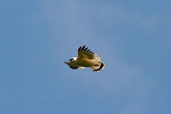 evolution birds origin flight fly why chachalaca boom gavin