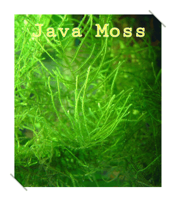 Tanaman Aquascape Low Light Aquascape Pemula