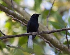 2 Jenis Burung Kacer Yang Memiliki Warna Ekor Hitam Paling Lengkap
