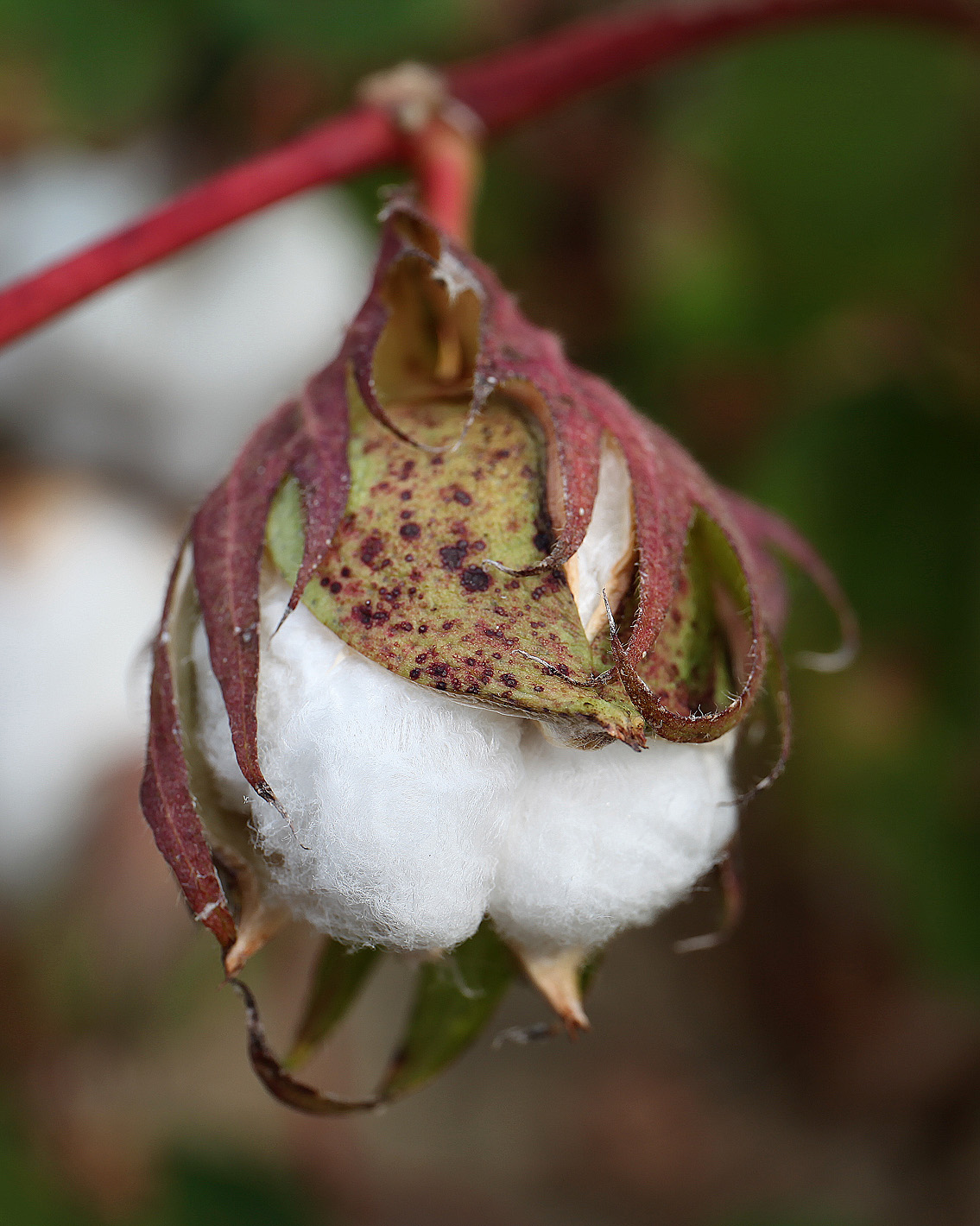 Southern Lagniappe The Joys of a Cotton Patch
