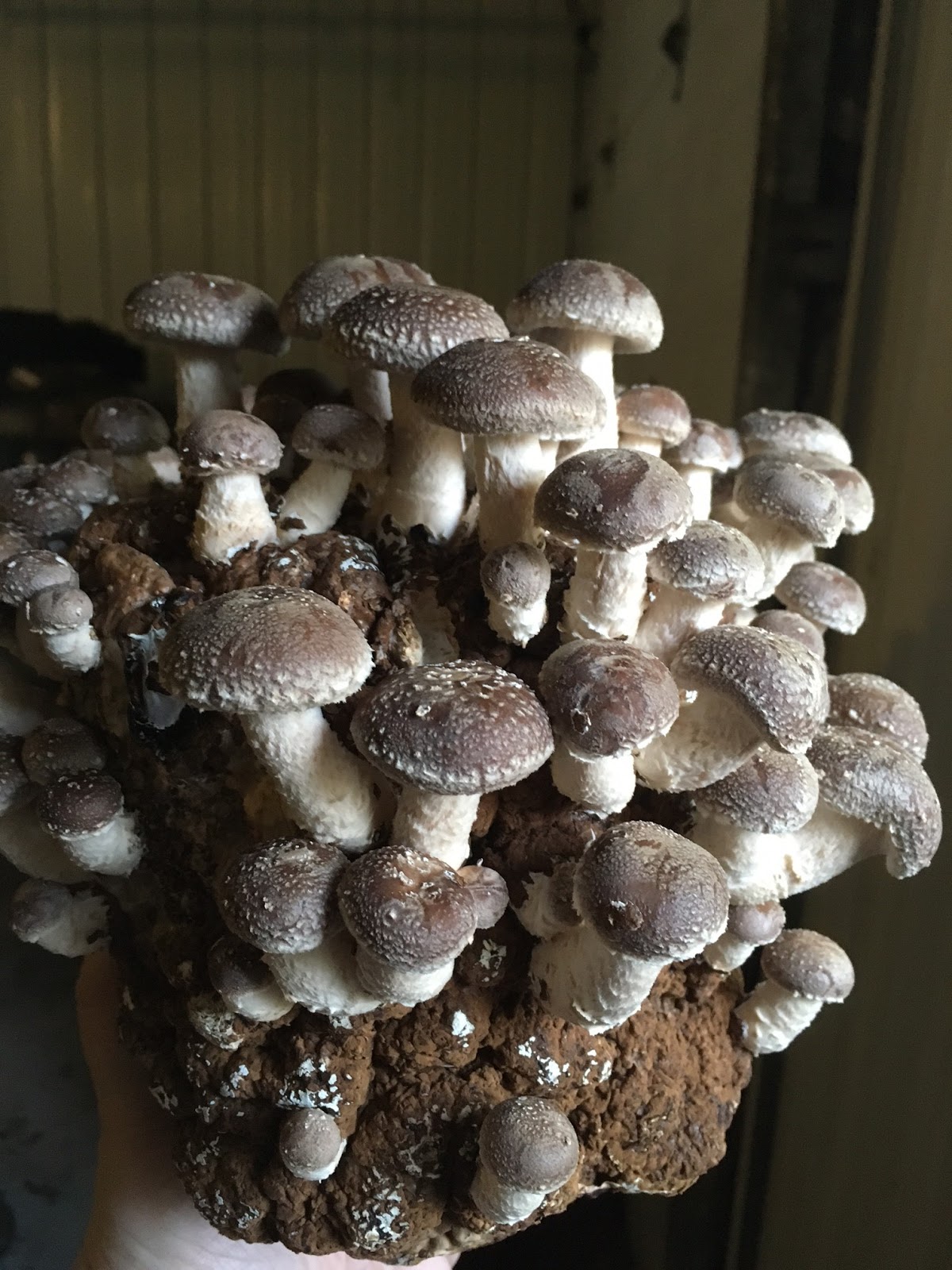 Mushrooming Together Totally Shiitake Trends and Techniques