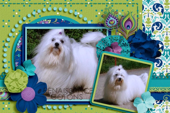 Coton de Tulear-Mr Armani Lacy Mandie