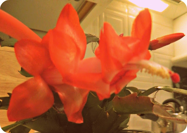 Easter Red Flowering Cactus Flowers