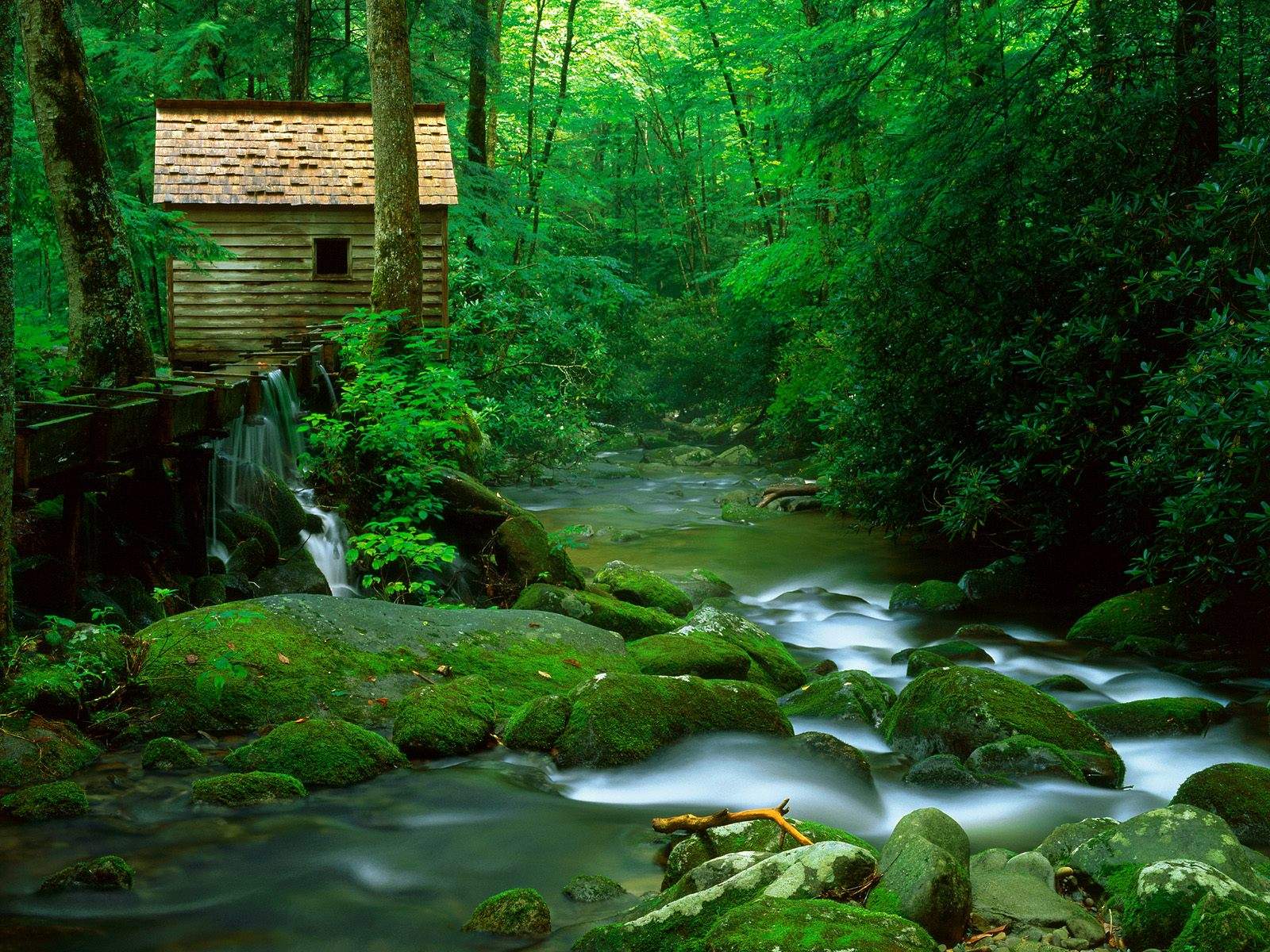 Black and White Wallpapers: Cabin and stream in Forest Wallpaper
