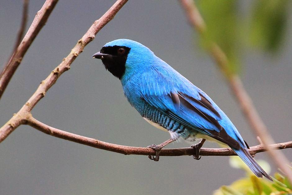argentinian birds Swallow Tanager