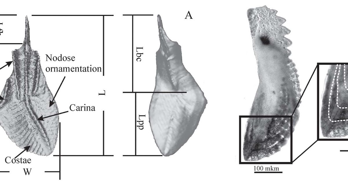 Sciency Thoughts: Ontogeny in Siphonodellid Conodonts.