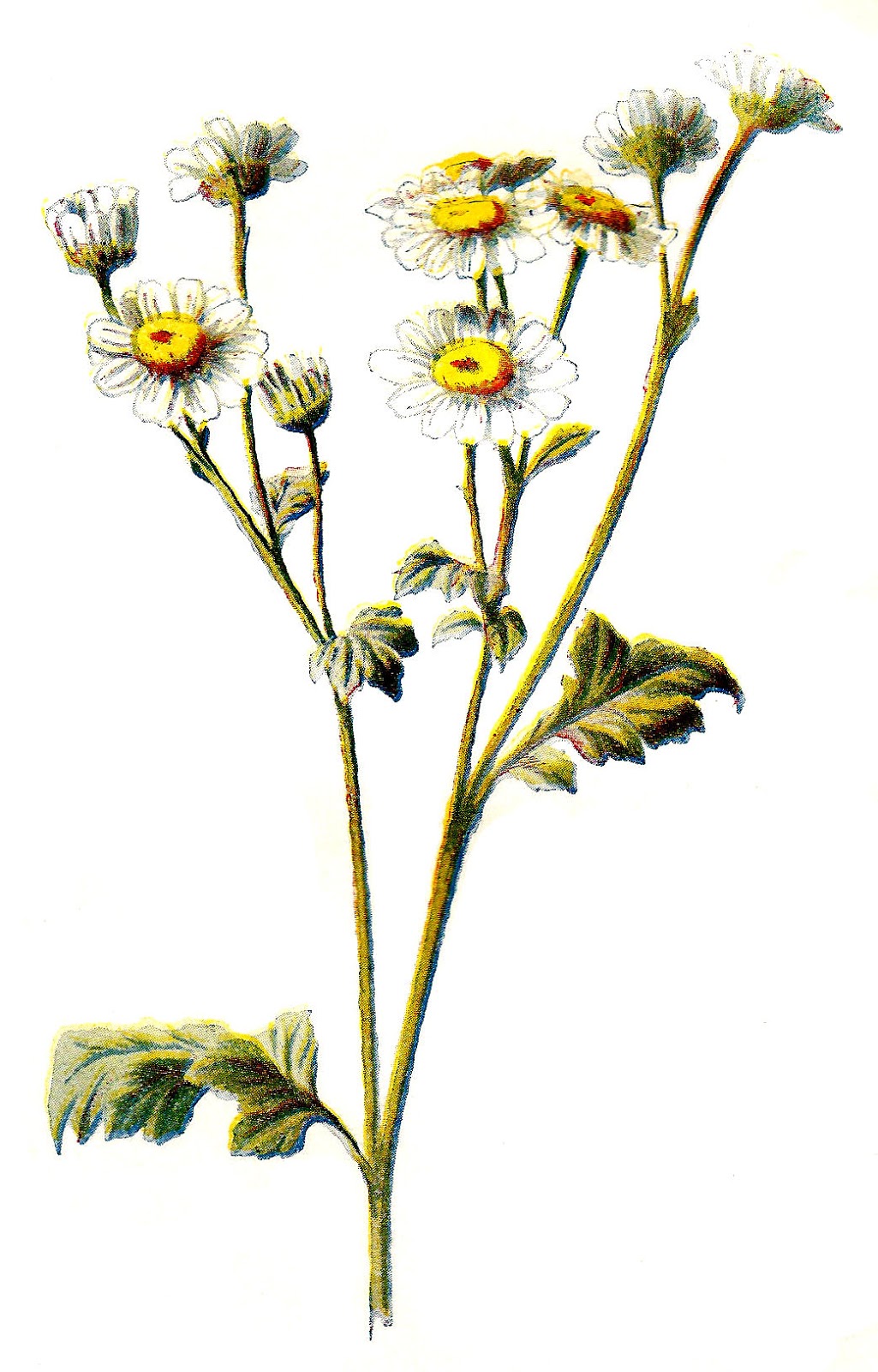 wildflower clip art free - photo #44