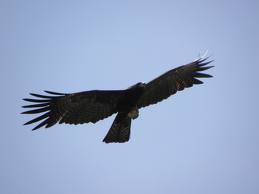 Flying Animal: Black Eagle