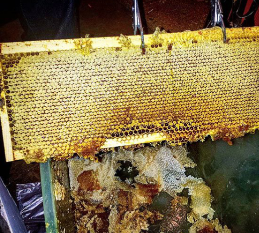 Beternak Lebah Dengan Benar