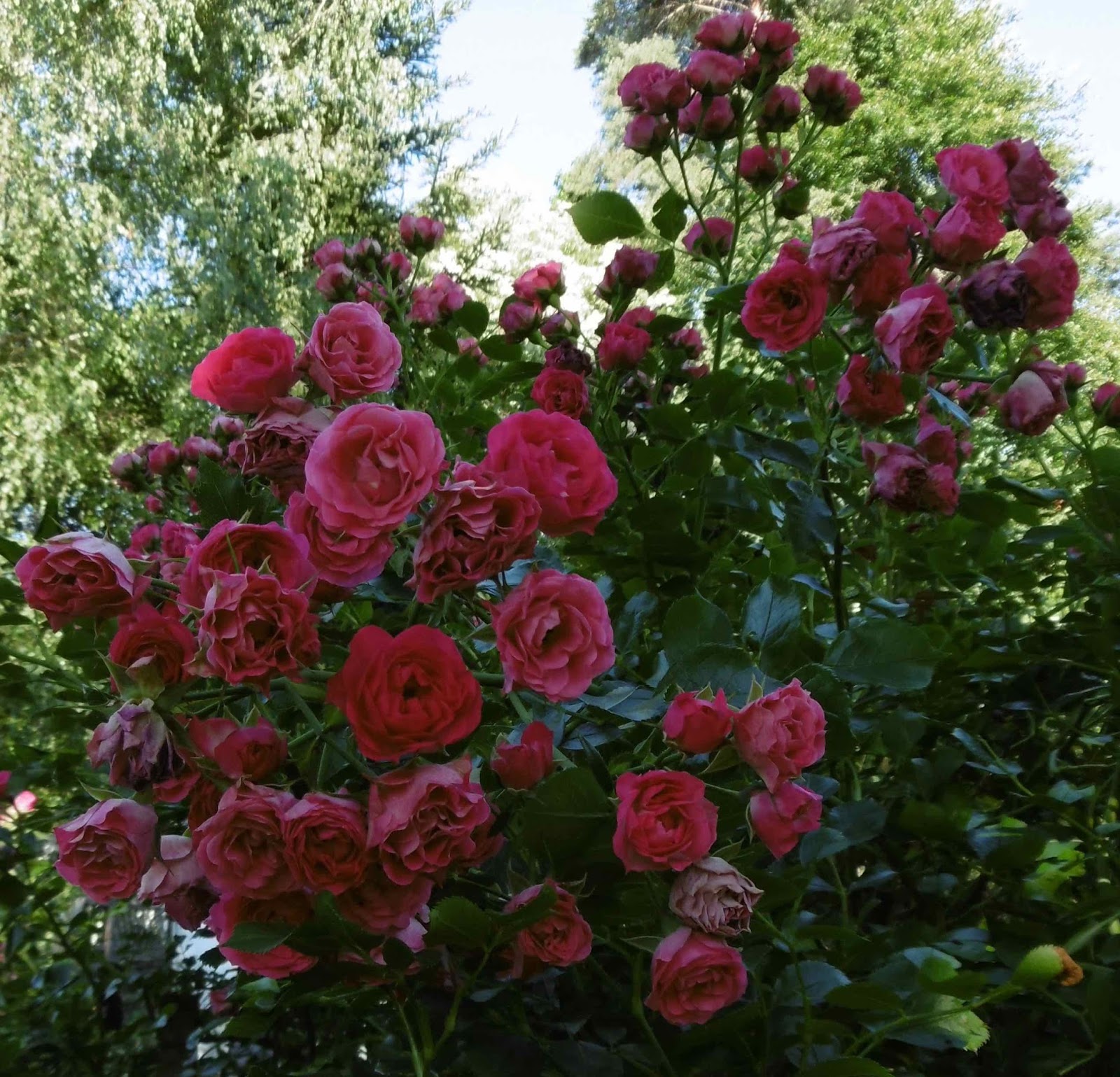 Rose Rose's roses