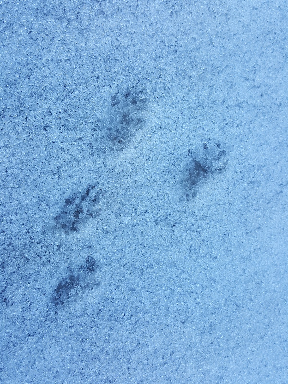 Paw Prints in the Snow Learning to Recognize Chicken Predator Tracks