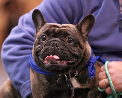 Pedigree Dogs Exposed - The Blog: French Bulldogs removed from the KC's ...