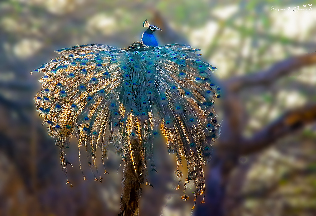 Peacock with Golden Feather YuGWoRLD