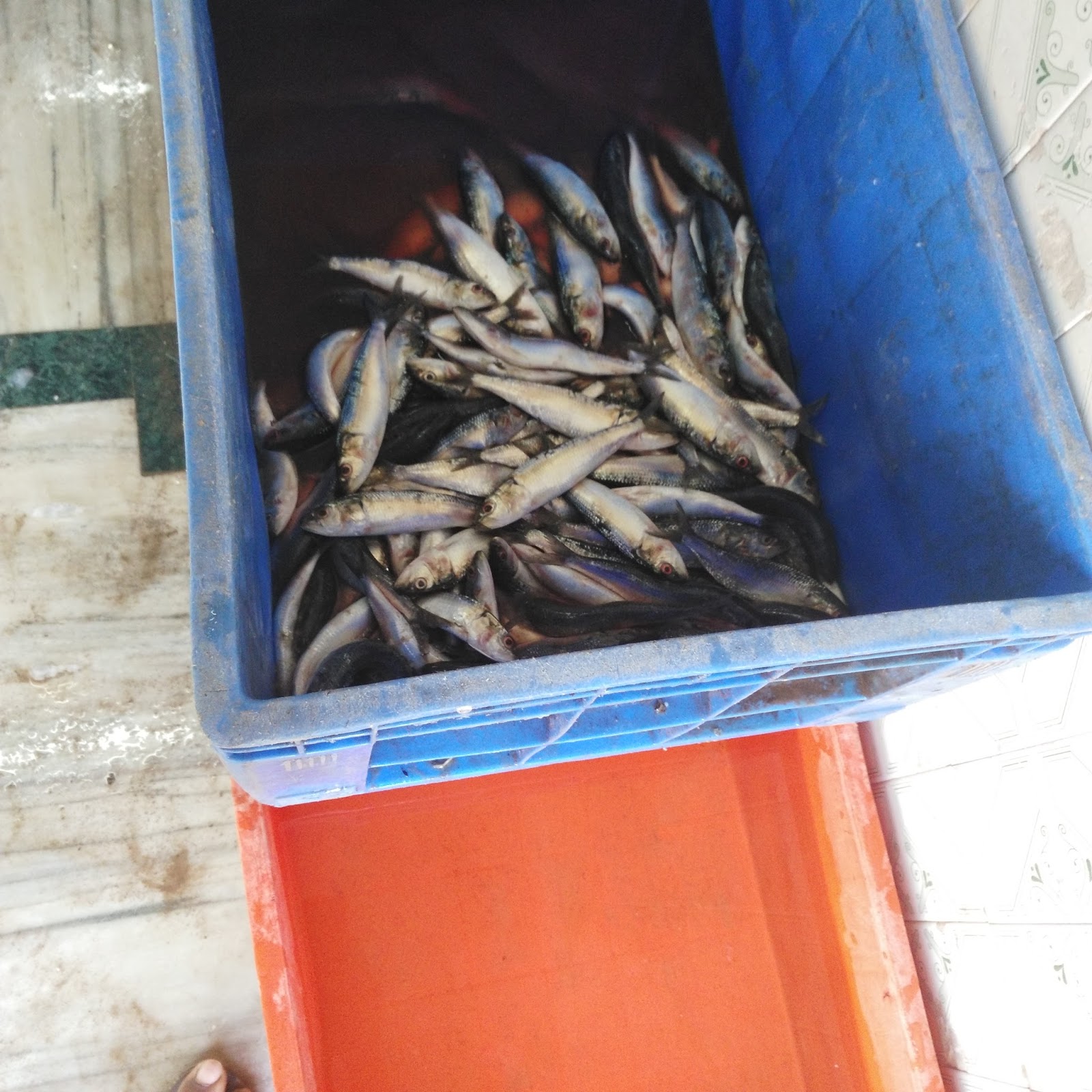 Sardine Curry Day in Bangalore
