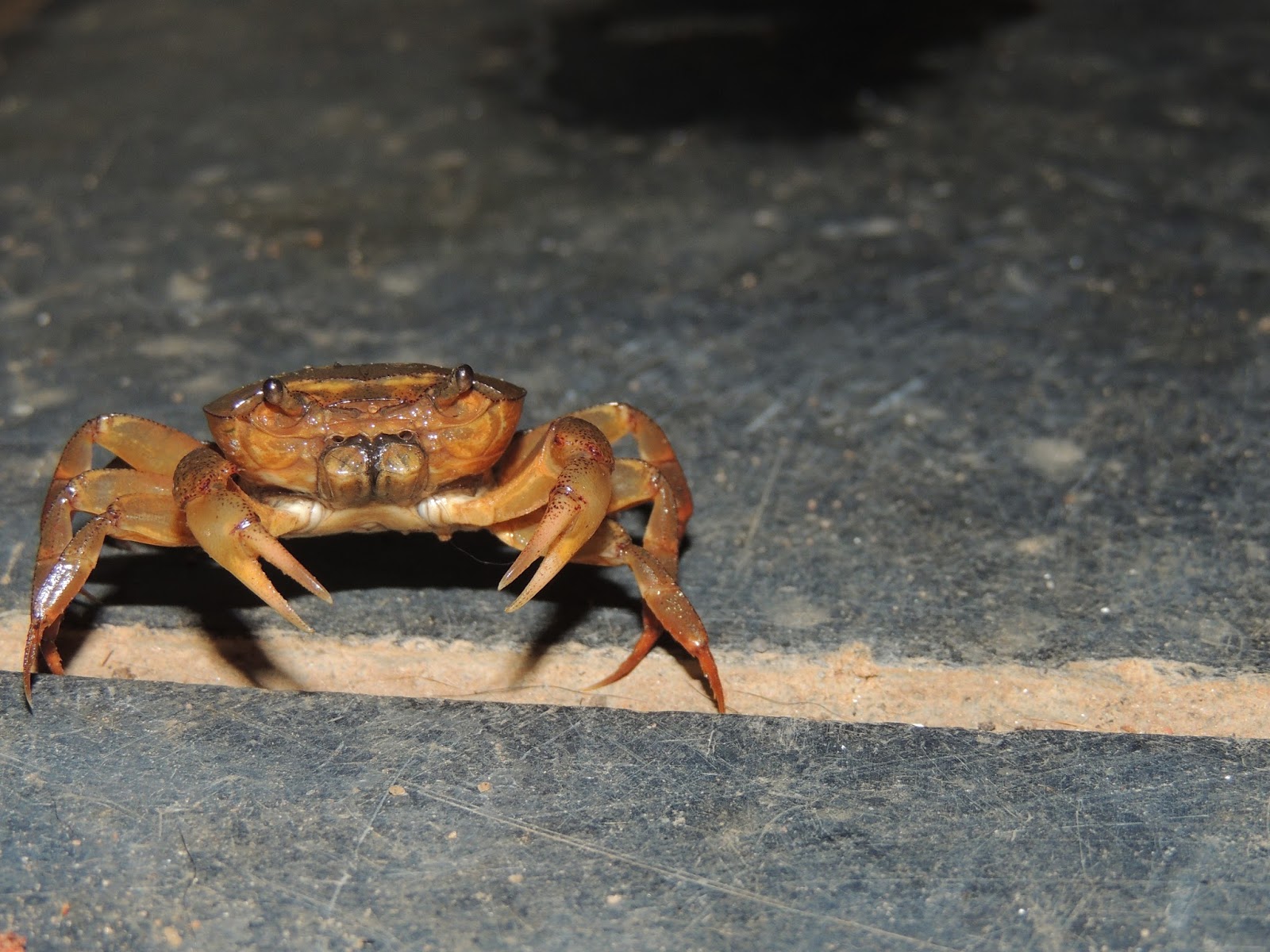 Dera's biodiversity Freshwater crab