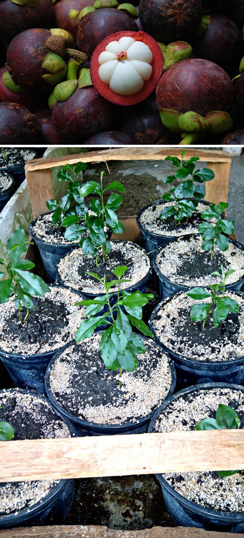 How to Grow a Healthy Mangosteen, Growing Mangosteen From Seed