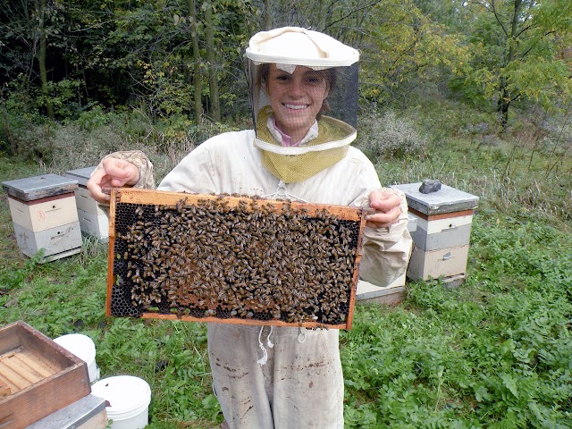 Το μεγαλύτερο μυστικό για τις μέλισσες που δε γνώριζες: Διέδωσε το παντού!!