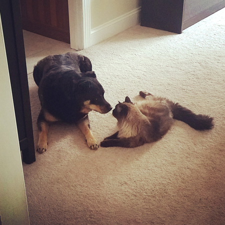 image of Zelda the Black and Tan Mutt and Matilda the Fuzzy Sealpoint Cat lying on the floor beside each other, their faces close together, as if they're deep in secret conversation