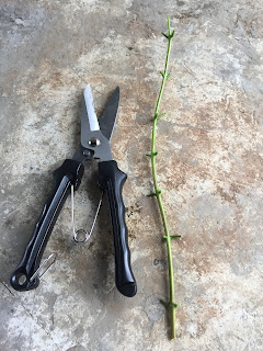 premna microphyllia cutting