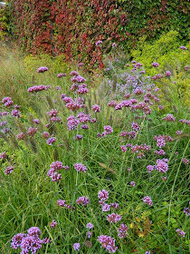 Toronto Botanical Garden Entry Walk Verbena bonariensis tall verbena by garden muses-not another Toronto gardening blog