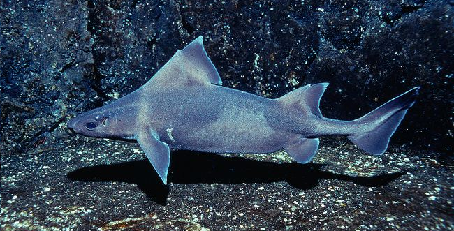 Domuz Baligi Nasil Bir Hayvandir