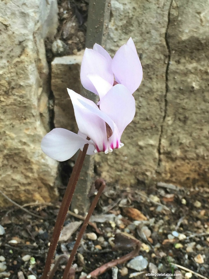 Cyclamen hederifolium Aiton flores silvestres, cyclamen silvestre