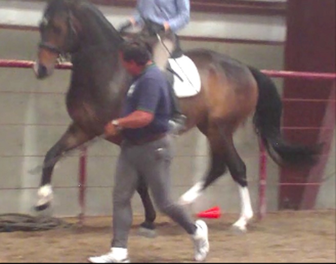 Dressage Elevated "I Can Smell the Piaffe"June 2012 Clinic with