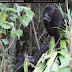 Gorilas, en peligro de extinción por el coltán y por ser muy apreciados como carne de caza 