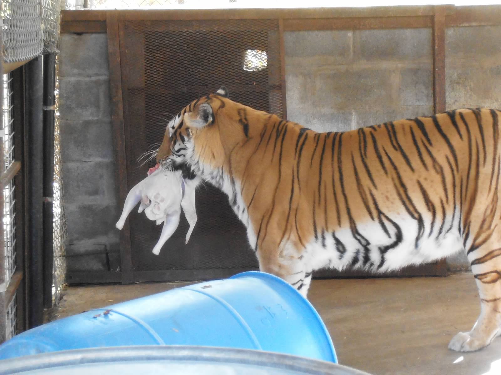 InSync Exotics' Cat Tales Exotic Cats Love Turkey Too!