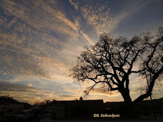 Oak at Sunset, © B. Radisavljevic