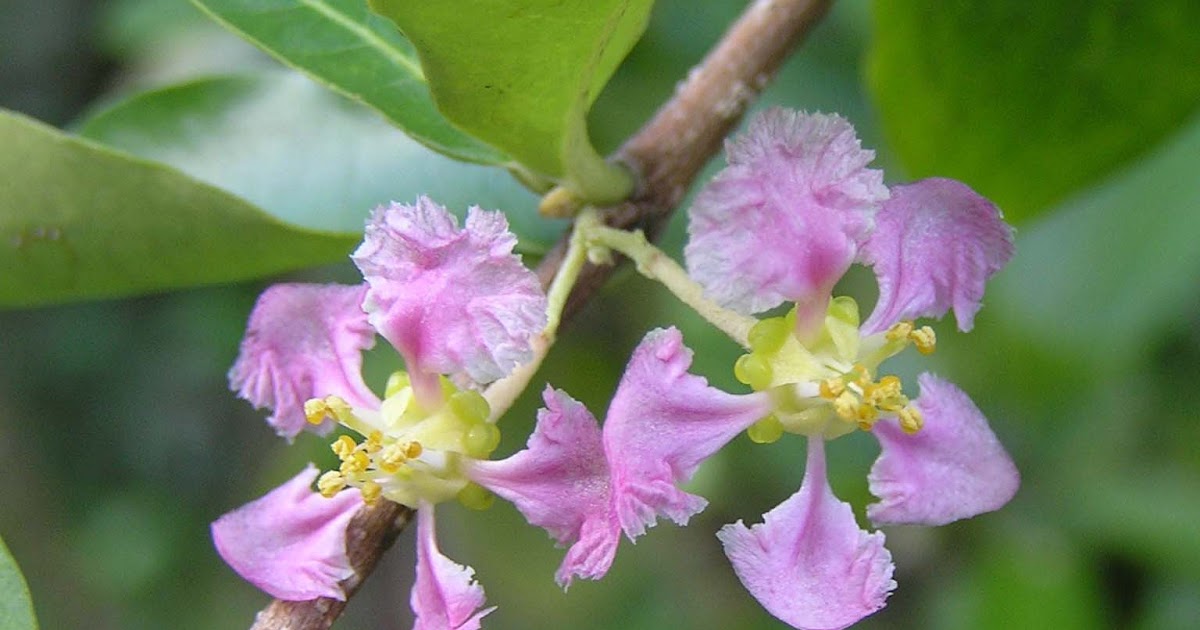 bonsaiar41 blogspot com