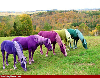 The Horse of A Different Color