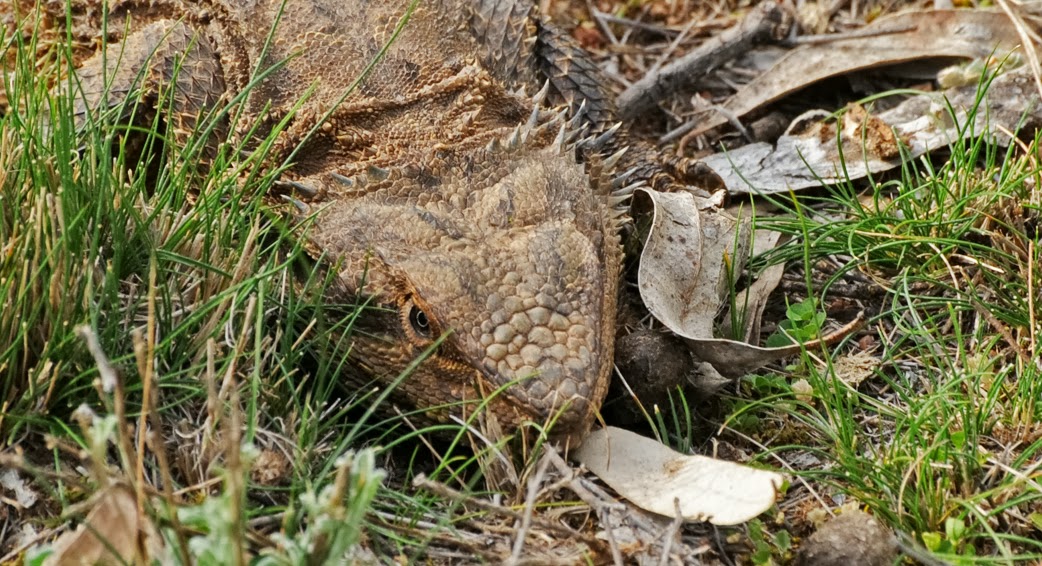 tan-bearded-dragon-head.jpg