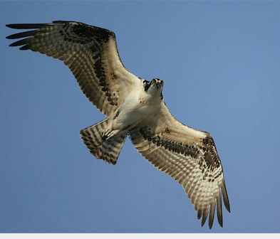 Osprey  Audubon Field Guide