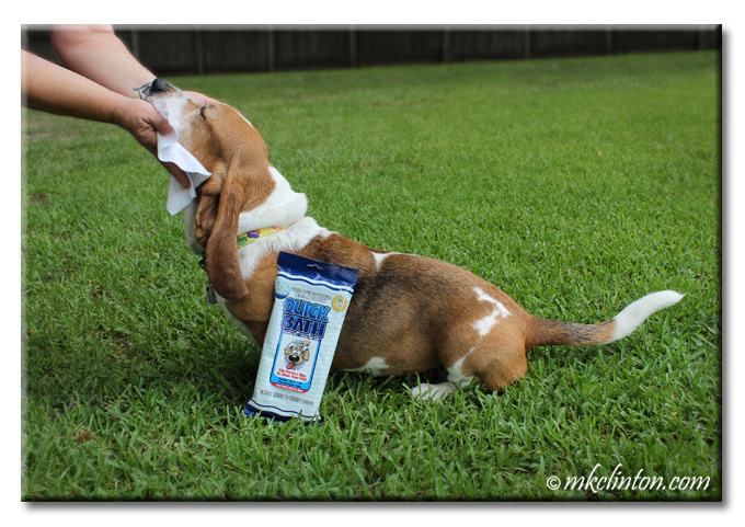 Bentley Basset getting his face wiped with Quick Bath wipes