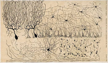 Cerebellum Neurons by Cajal