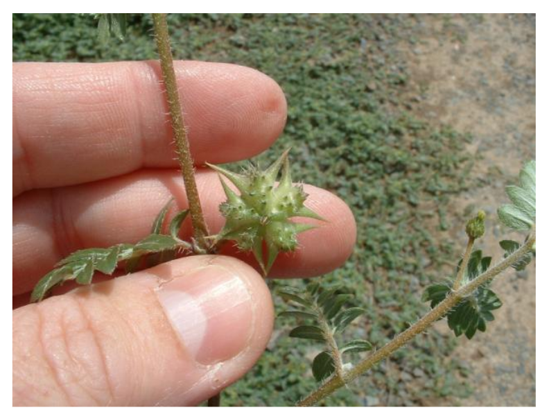 Idaho Growin� WHAT’S GOT YOUR GOAT?