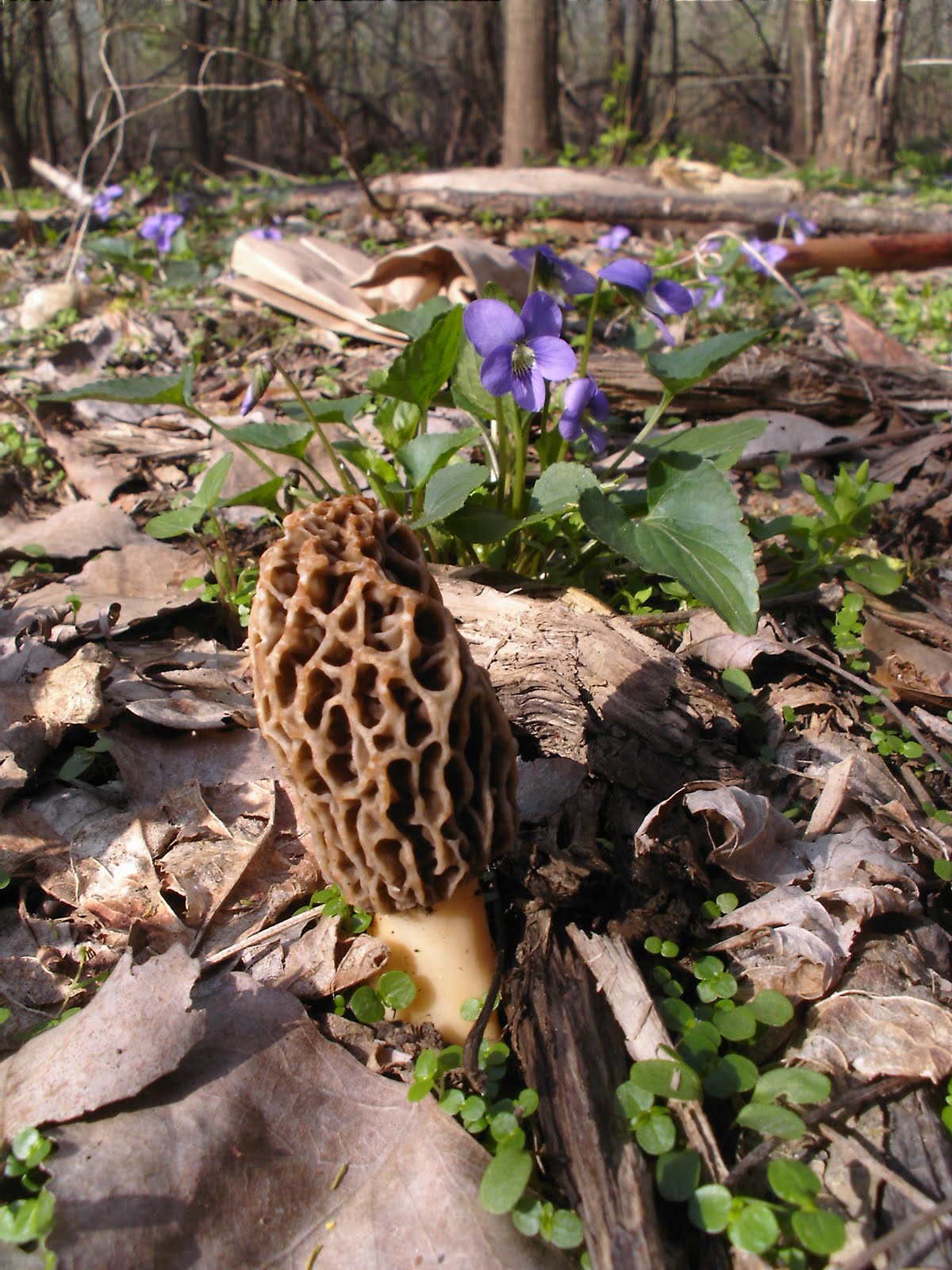 Mid Missouri Morels and Mushrooms Some Real Beauties