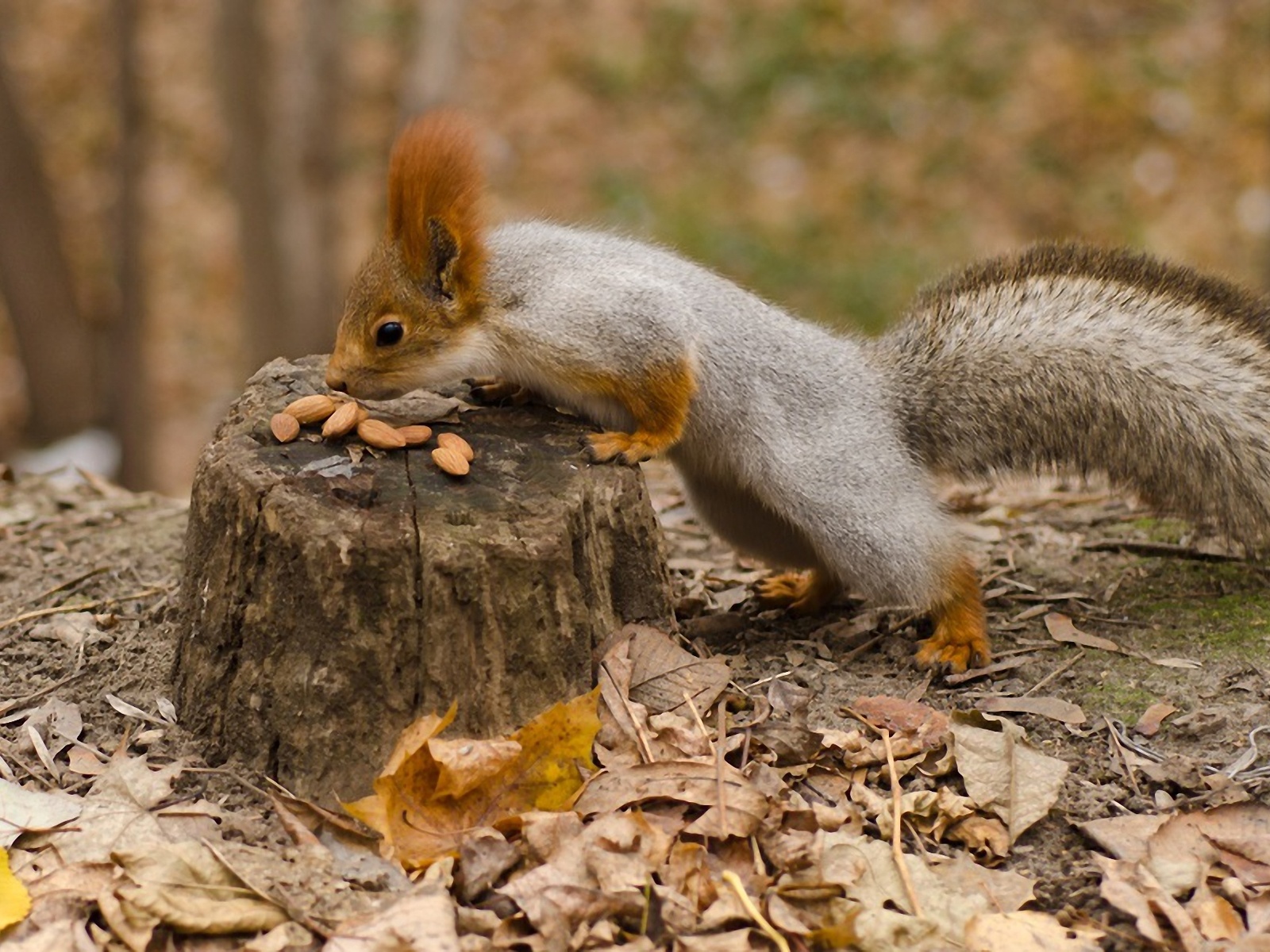 Fotos de ardillas comiendo en bosques