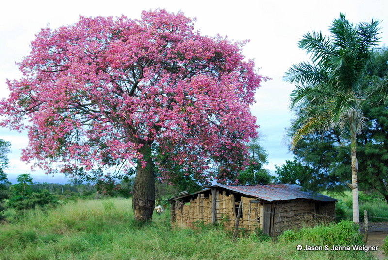 Weigner Weekly: Photo of the Week: Toborochi
