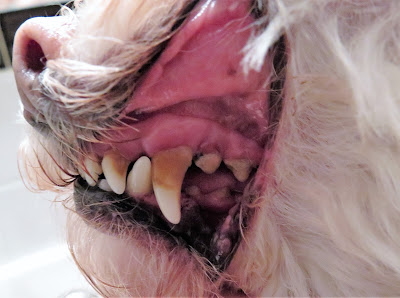 Pet Dental Health Care is important to pets overall health