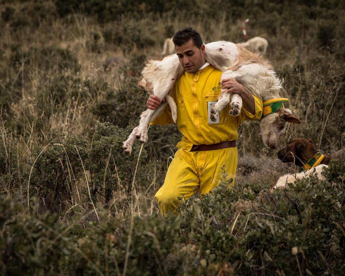 rehalero vestido de amarillo carga sobre sus hombros a uno de los perros de su rehala.
